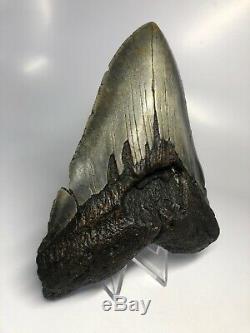 Megalodon Shark Tooth 6.17 Huge Rare Fossil No Restoration 3810