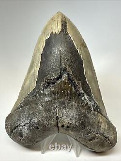 Megalodon Shark Tooth 6.17 Monster Authentic Fossil Natural 17268