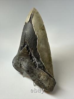 Megalodon Shark Tooth 6.17 Monster Authentic Fossil Natural 17268