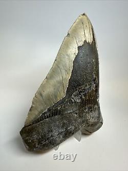 Megalodon Shark Tooth 6.17 Monster Authentic Fossil Natural 17268