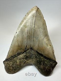 Megalodon Shark Tooth 6.17 Monster Authentic Fossil Natural 17268