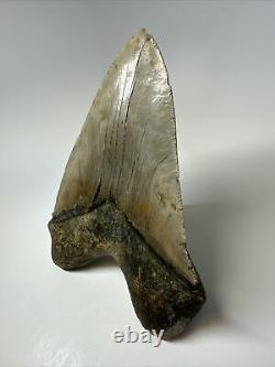 Megalodon Shark Tooth 6.17 Monster Authentic Fossil Natural 17268