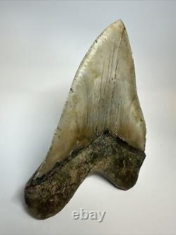 Megalodon Shark Tooth 6.17 Monster Authentic Fossil Natural 17268