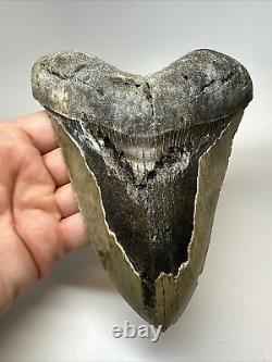 Megalodon Shark Tooth 6.17 Monster Authentic Fossil Natural 17268