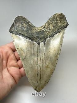 Megalodon Shark Tooth 6.17 Monster Authentic Fossil Natural 17268