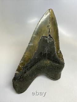 Megalodon Shark Tooth 6.17 Monster Natural Fossil Authentic 7682