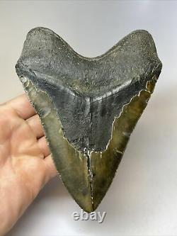 Megalodon Shark Tooth 6.17 Monster Natural Fossil Authentic 7682