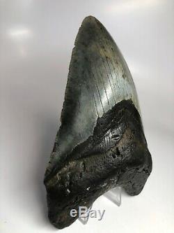 Megalodon Shark Tooth 6.19 Amazing Beautiful Fossil Massive 5036