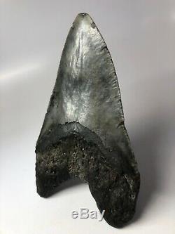 Megalodon Shark Tooth 6.19 Amazing Beautiful Fossil Massive 5036