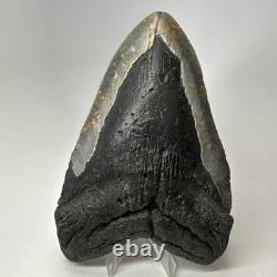 Megalodon Shark Tooth 6.19 Inch Huge Natural Fossil Authentic Teeth 20034