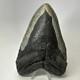 Megalodon Shark Tooth 6.19 Inch Huge Natural Fossil Authentic Teeth 20034