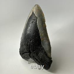 Megalodon Shark Tooth 6.19 Inch Huge Natural Fossil Authentic Teeth 20034