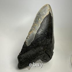 Megalodon Shark Tooth 6.19 Inch Huge Natural Fossil Authentic Teeth 20034