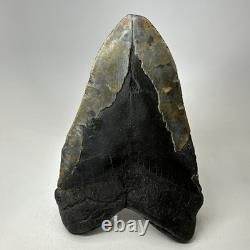 Megalodon Shark Tooth 6.19 Inch Huge Natural Fossil Authentic Teeth 20034