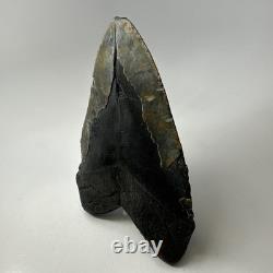 Megalodon Shark Tooth 6.19 Inch Huge Natural Fossil Authentic Teeth 20034