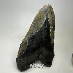 Megalodon Shark Tooth 6.19 Inch Huge Natural Fossil Authentic Teeth 20034