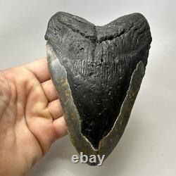 Megalodon Shark Tooth 6.19 Inch Huge Natural Fossil Authentic Teeth 20034