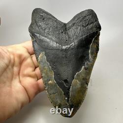 Megalodon Shark Tooth 6.19 Inch Huge Natural Fossil Authentic Teeth 20034