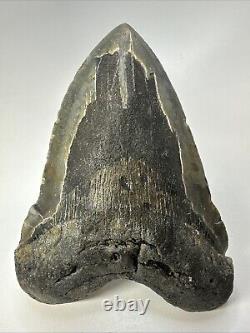 Megalodon Shark Tooth 6.19 Massive Authentic Fossil Natural 18966