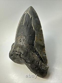 Megalodon Shark Tooth 6.19 Massive Authentic Fossil Natural 18966