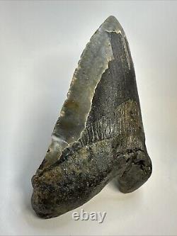 Megalodon Shark Tooth 6.19 Massive Authentic Fossil Natural 18966