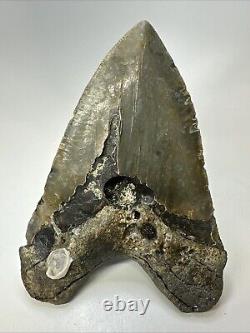 Megalodon Shark Tooth 6.19 Massive Authentic Fossil Natural 18966