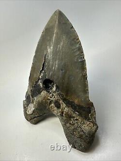 Megalodon Shark Tooth 6.19 Massive Authentic Fossil Natural 18966