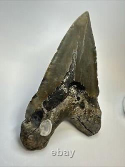 Megalodon Shark Tooth 6.19 Massive Authentic Fossil Natural 18966