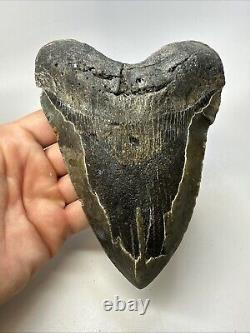 Megalodon Shark Tooth 6.19 Massive Authentic Fossil Natural 18966