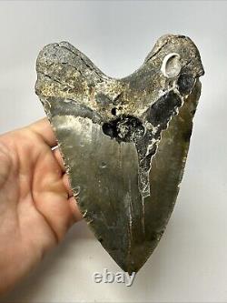 Megalodon Shark Tooth 6.19 Massive Authentic Fossil Natural 18966