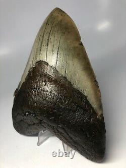 Megalodon Shark Tooth 6.19 Monster Amazing Fossil NO RESTORATION 3892