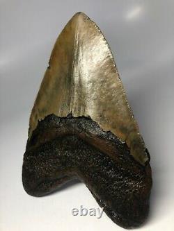 Megalodon Shark Tooth 6.19 Monster Amazing Fossil NO RESTORATION 3892