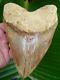 Megalodon Shark Tooth 6 & 1/16 Colorful Indonesian No Resto
