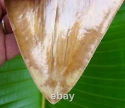 Megalodon Shark Tooth 6 & 1/16 COLORFUL INDONESIAN NO RESTO