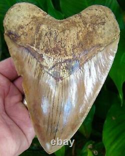 Megalodon Shark Tooth 6 & 1/16 ULTRA SERRATED REAL FOSSIL NO RESTO