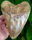 Megalodon Shark Tooth 6 & 1/16 Ultra Serrated Real Fossil No Resto