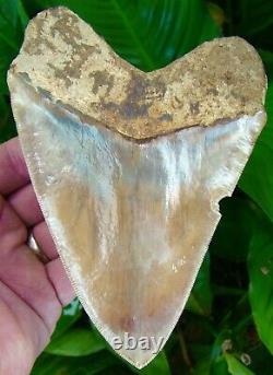 Megalodon Shark Tooth 6 & 1/16 ULTRA SERRATED REAL FOSSIL NO RESTO