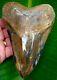 Megalodon Shark Tooth 6 & 1/16 In. Real Fossil Crazy Colors No Resto