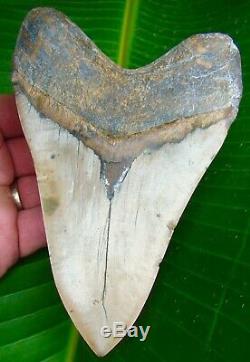 Megalodon Shark Tooth 6 & 1/16 in. REAL FOSSIL CRAZY COLORS NO RESTO