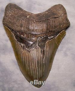 Megalodon Shark Tooth 6 1/2 Real Fossil Tooth No Restoration Megladon Giant
