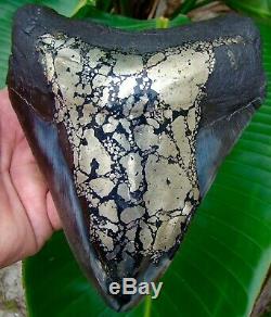 Megalodon Shark Tooth 6 & 1/2 in. GOLD PYRITE REAL FOSSIL Sharks Teeth