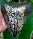 Megalodon Shark Tooth 6 & 1/2 In. Gold Pyrite Real Fossil Sharks Teeth