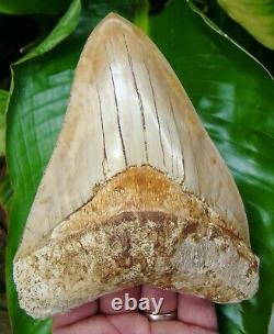 Megalodon Shark Tooth 6 & 1/4 INDONESIAN REAL FOSSIL NO RESTORATION
