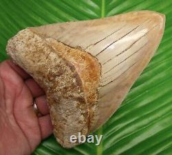 Megalodon Shark Tooth 6 & 1/4 MONSTER SIZE REAL FOSSIl NATURAL