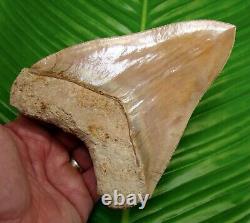 Megalodon Shark Tooth 6 & 1/4 MONSTER SIZE REAL FOSSIl NATURAL