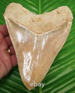 Megalodon Shark Tooth 6 & 1/4 MONSTER SIZE REAL FOSSIl NATURAL