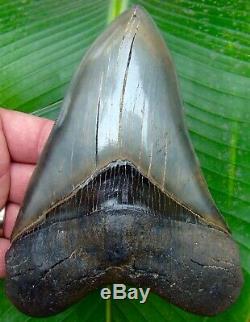 Megalodon Shark Tooth 6 & 1/4 in. BEST of the BEST MUSEUM GRADE REAL