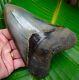 Megalodon Shark Tooth 6 & 1/4 In. Best Of The Best Museum Grade Real