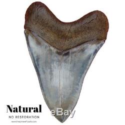 Megalodon Shark Tooth 6 & 1/4 in. BEST of the BEST MUSEUM GRADE REAL