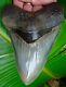 Megalodon Shark Tooth 6 & 1/4 In. Best Of The Best Museum Grade Real